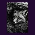 FOX DEN HD_600x600